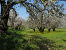 Kirschblüten