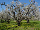 Kirschblüten