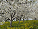 Kirschblüten